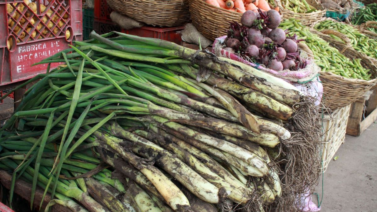Cebolla larga y cebolla cabezona a la venta en Corabastos