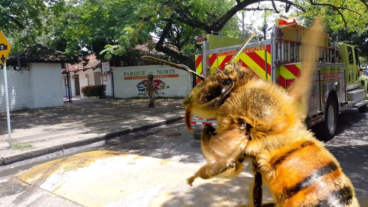 Enjambre provoca pánico y cierres viales en Neiva