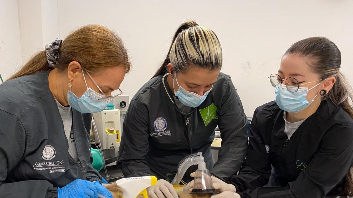 Denuncia permitió rescate de monos en Valle de Aburrá