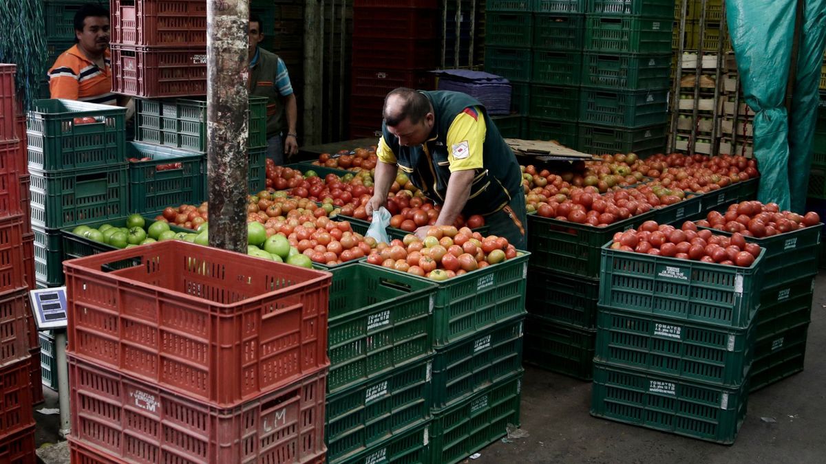 Comerciante de Corabastos organizando canasta de tomates