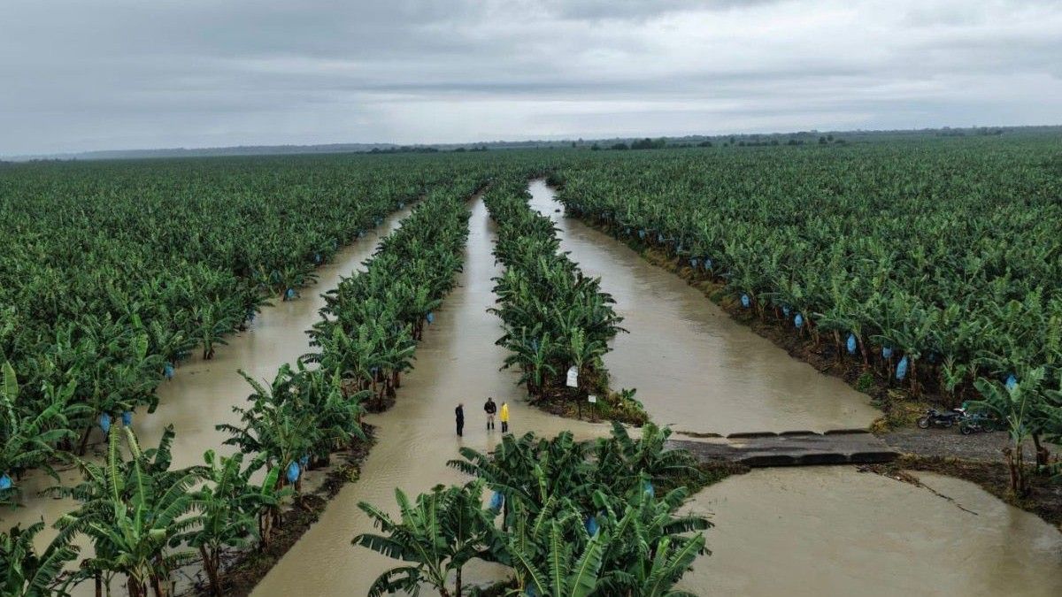 Pérdida de cultivos en el Urabá