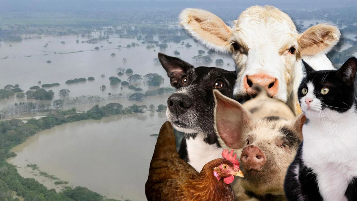 Bogotá se une en Gran Donatón para salvar animales en Córdoba