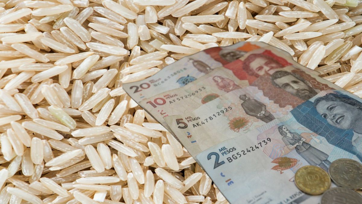 Nuevas reglas para vender arroz en Tolima buscan evitar pérdidas
