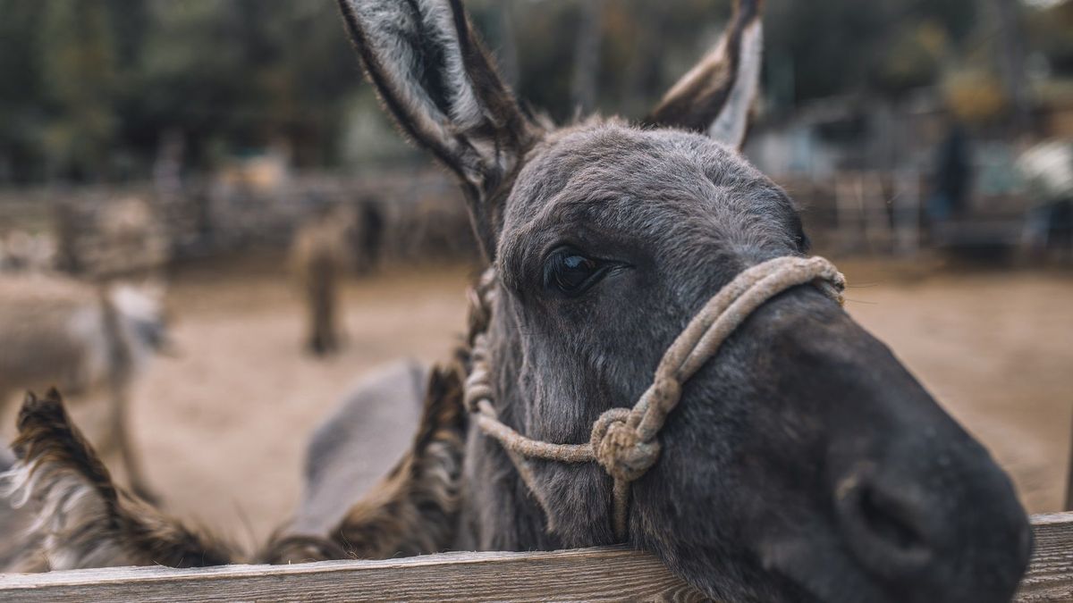 Rescatan a burrito herido en Coyaima