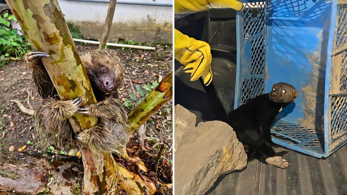 Héroes sin capa evitan tragedia y salvan fauna silvestre en Cundinamarca