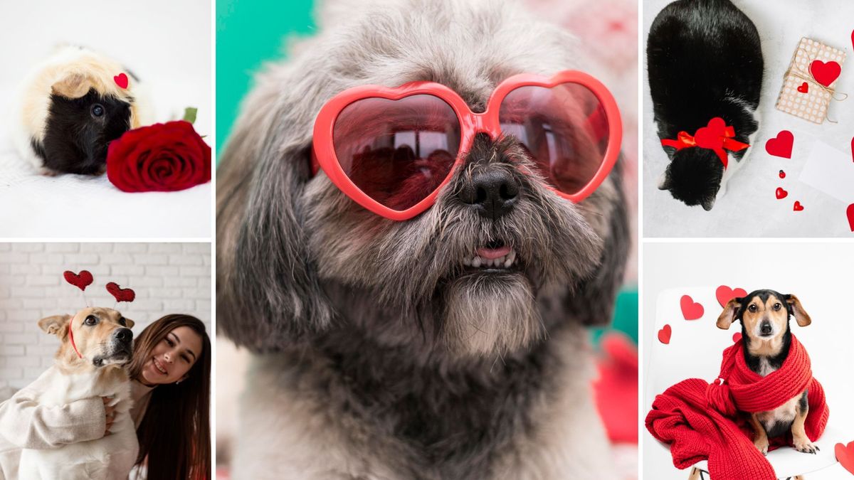 Feria de servicios para mascotas recorrerá Bogotá en San Valentín