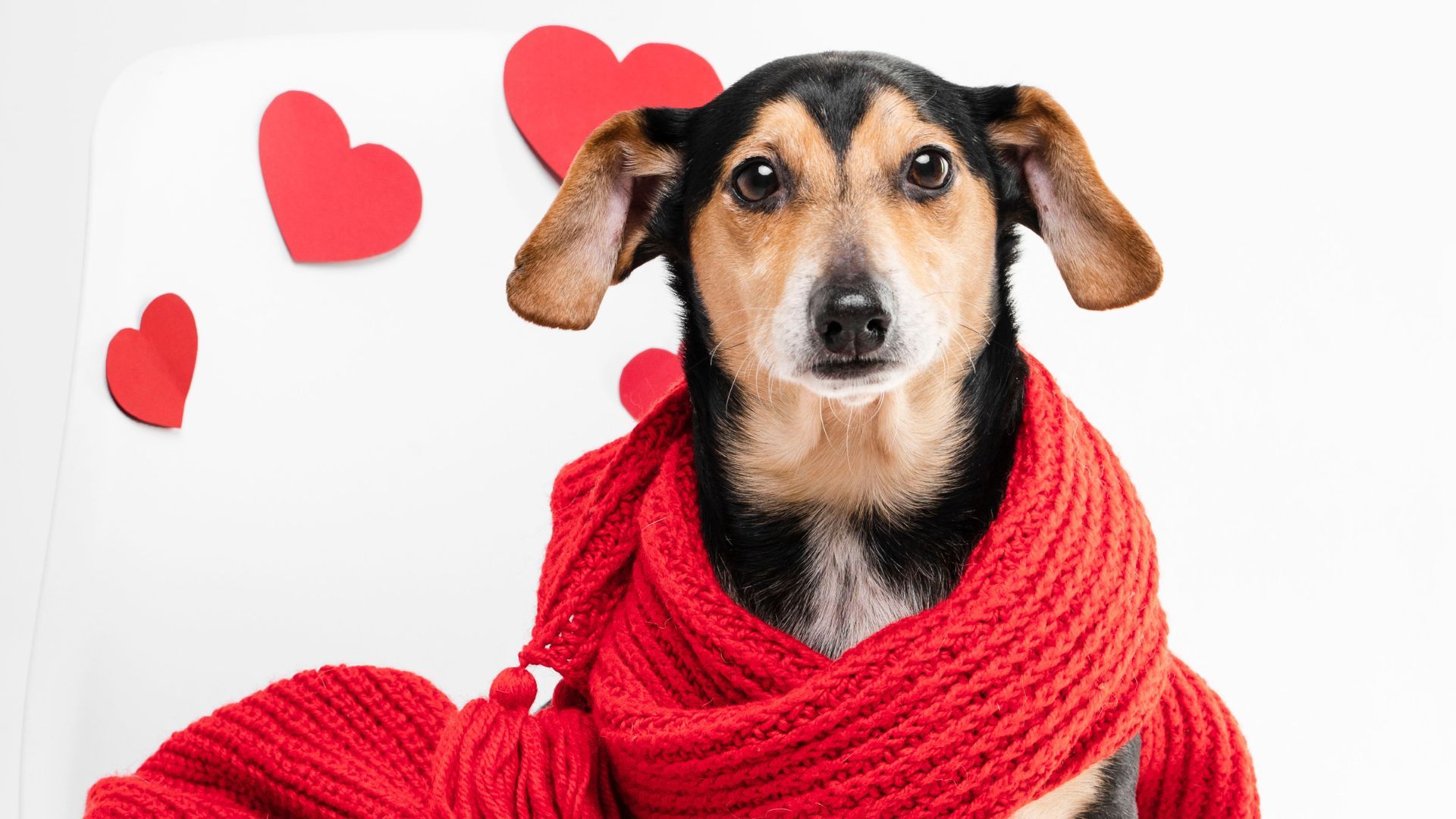 Feria de servicios para mascotas recorrerá Bogotá en San Valentín