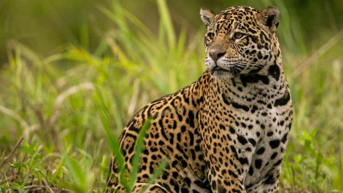Jaguar