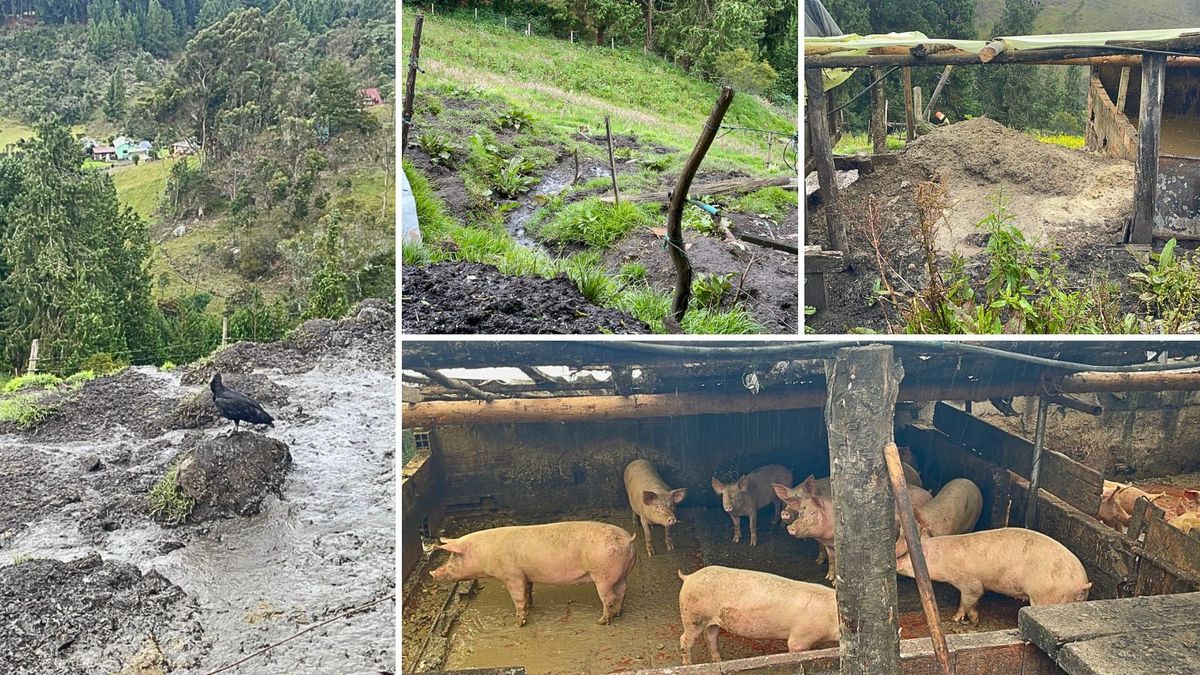 CAR cerro criadero de cerdos en La Calera por contaminación y malos olores