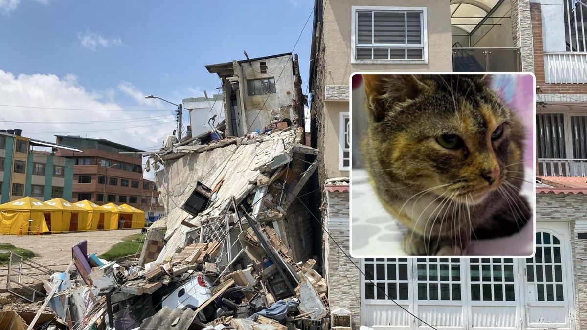Se salvó por un pelo: gata sobrevivió a colapso de vivienda en Kennedy