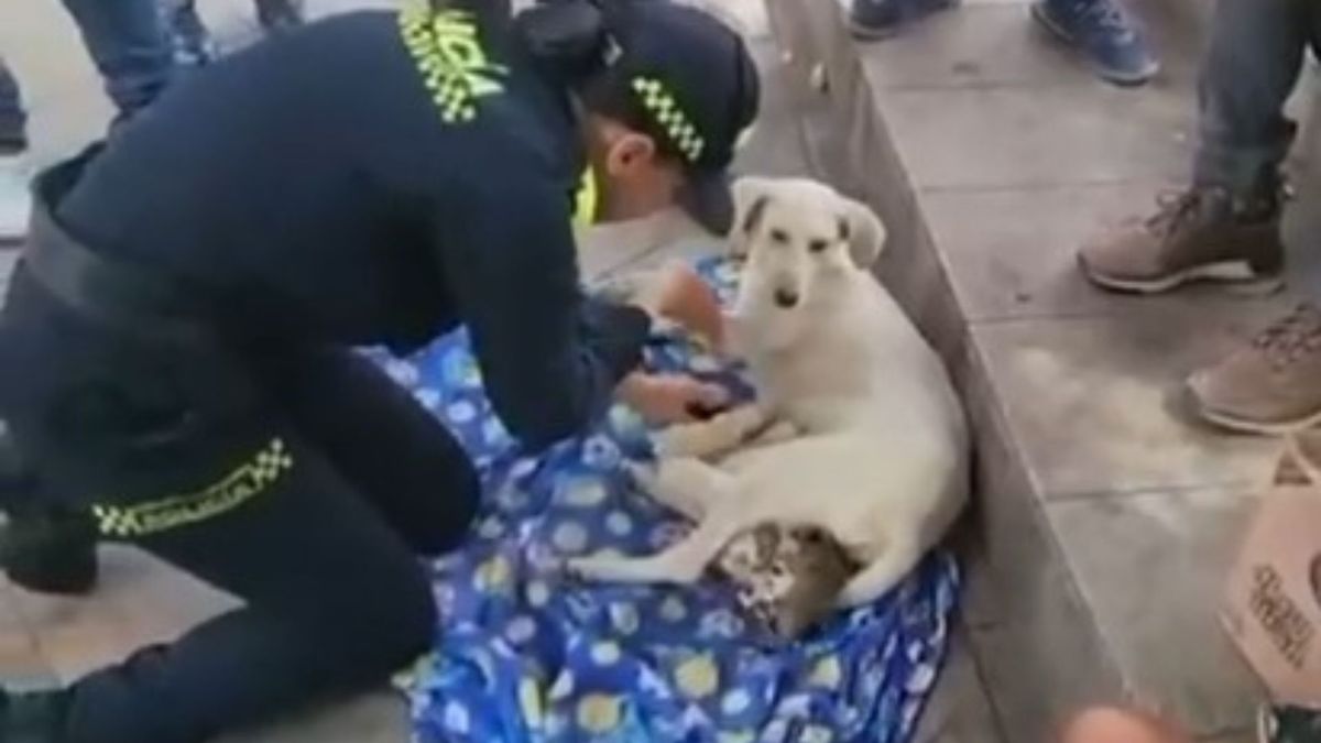 Perrita auxiliada en Bucaramanga
