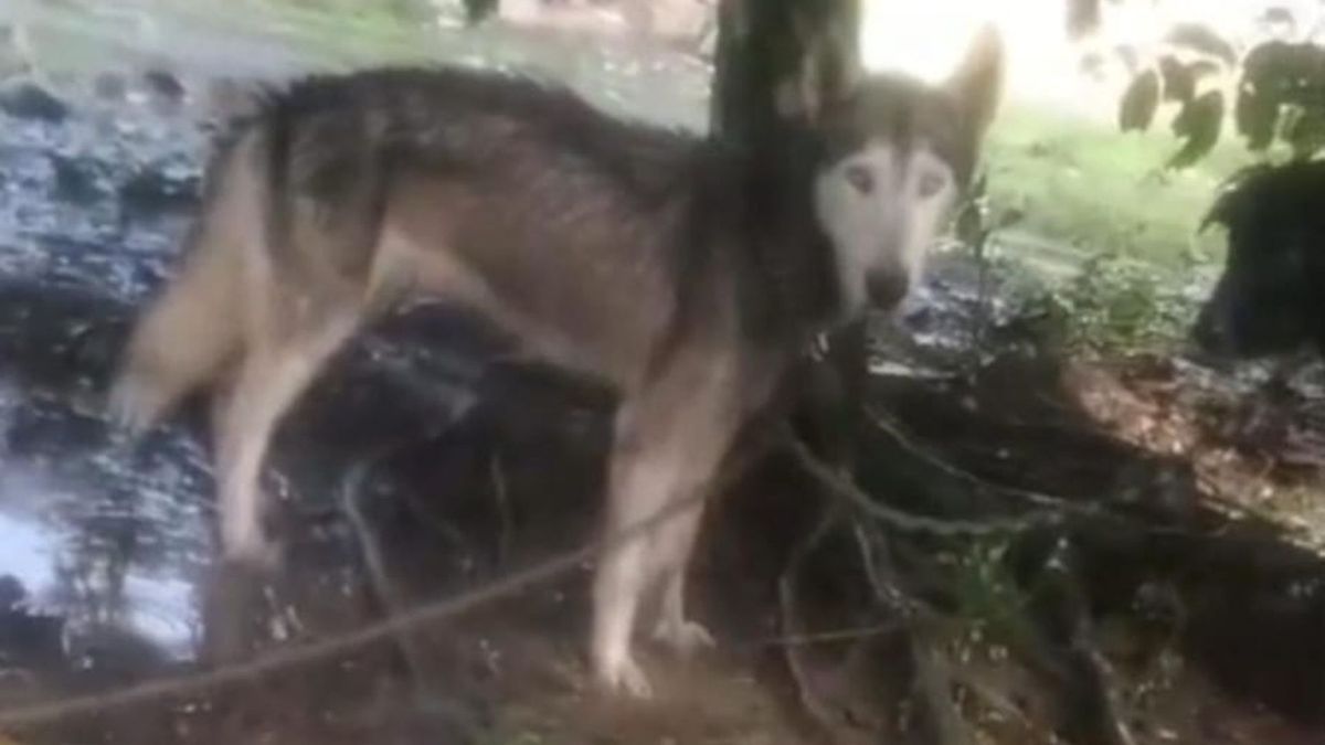 Perrito abandonado en el Urabá antioqueño