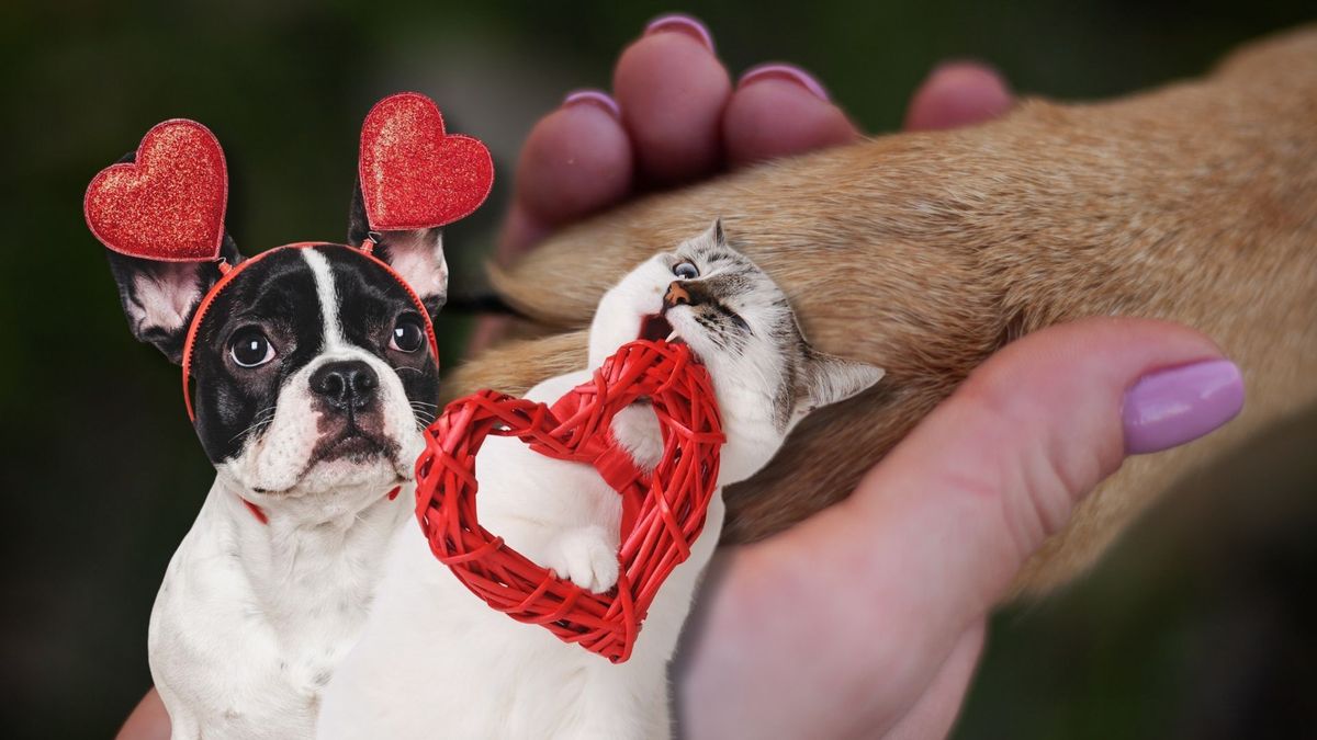 Adopciones en San Valentín: así puede adoptar mascota en Bogotá