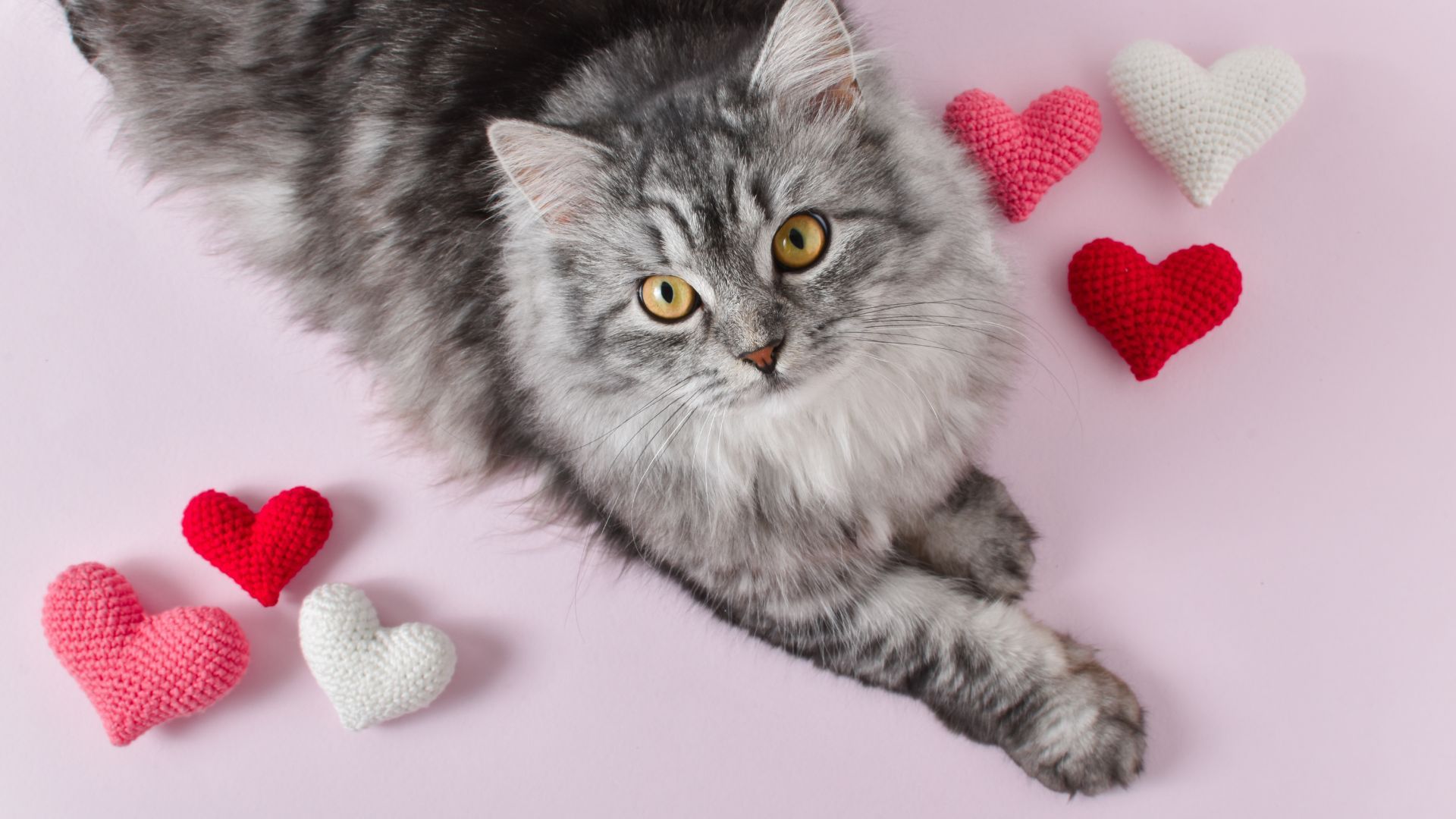 Celebre San Valentín adoptando un perro o gato en Bogotá