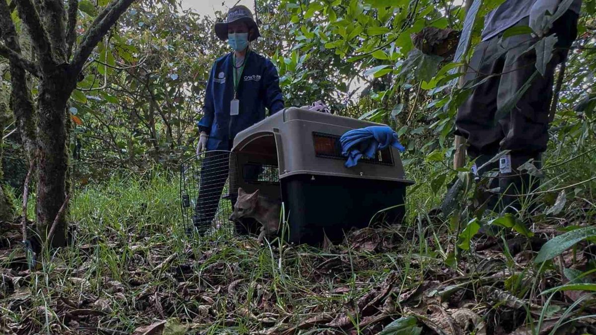 Zorro perro herido en Barbosa vuelve al hábitat tras cirugía