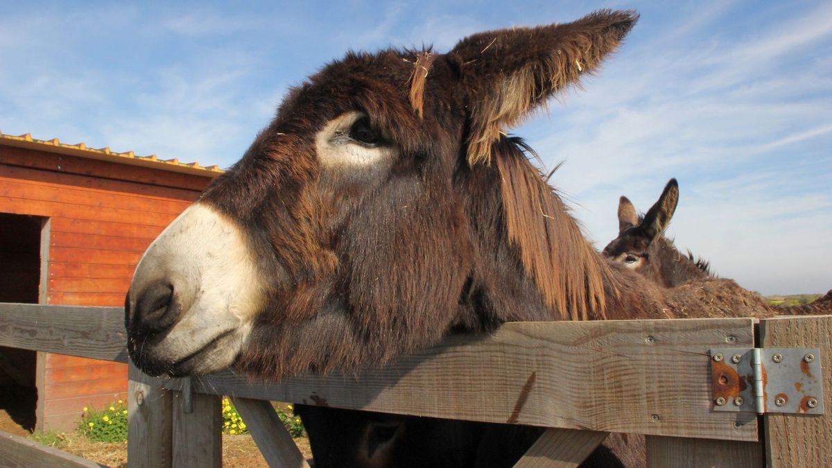 Muerte de burrito Miguel pone de manifiesto maltrato animal en Tolima