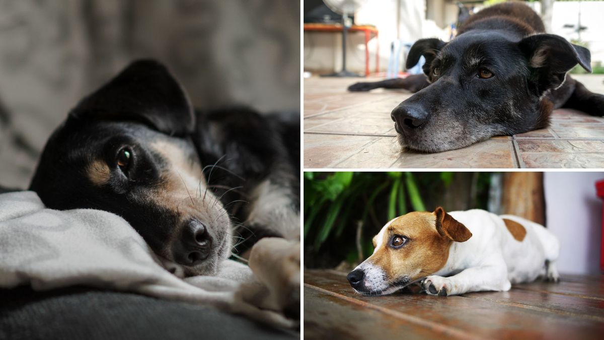 Buscan responsables por envenenar perros en colegio de Ciudad Bolívar