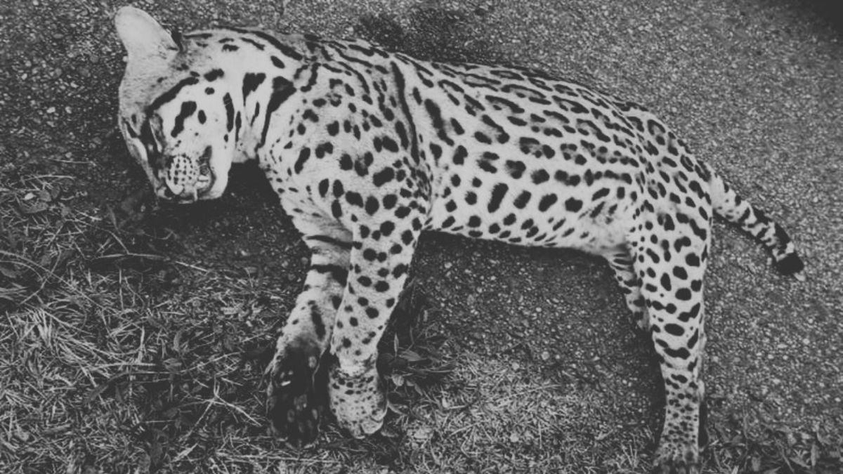 Ocelote encontrado sin vida en la vía Barrancabermeja - Bucaramanga
