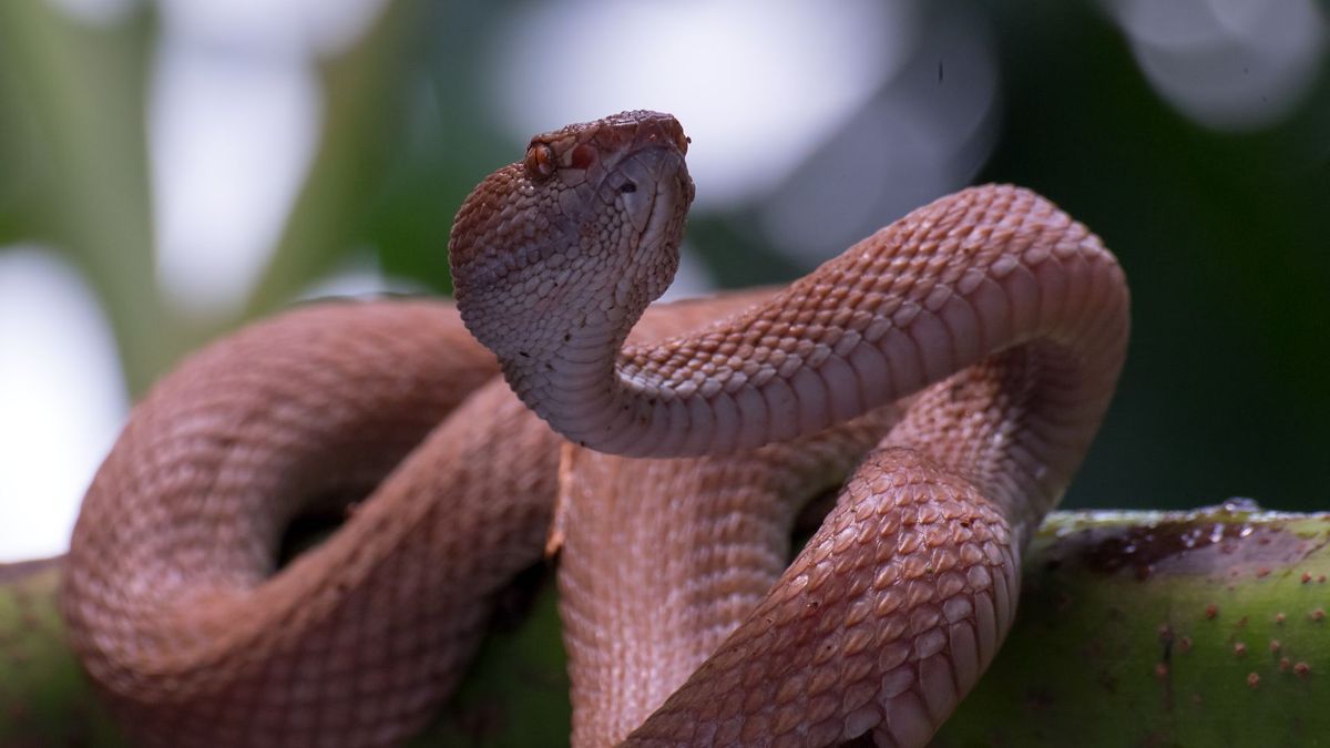 Imagen de referencia de una serpiente venenosa