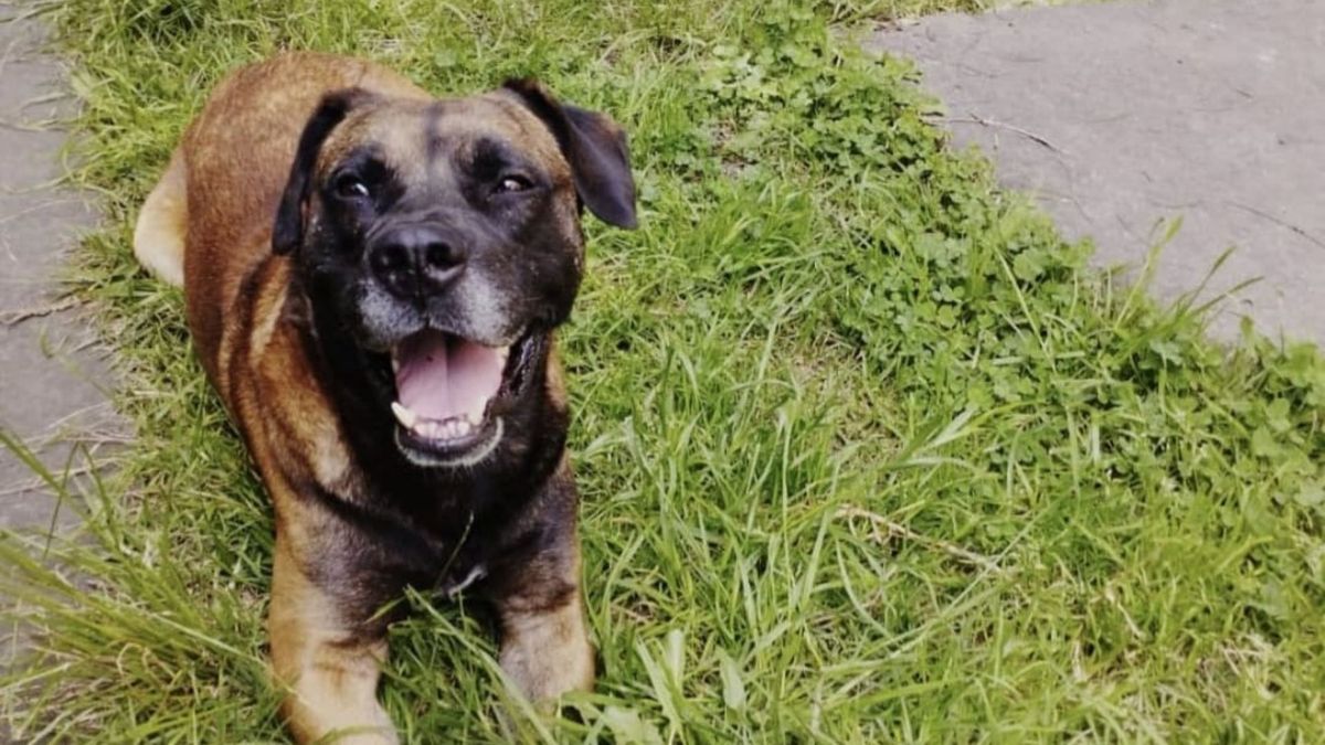 Zeus, uno de los perritos que murió