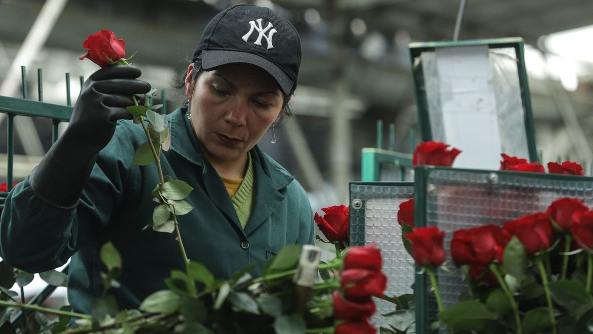 Difícil San Valentín para agricultores colombianos por el dólar