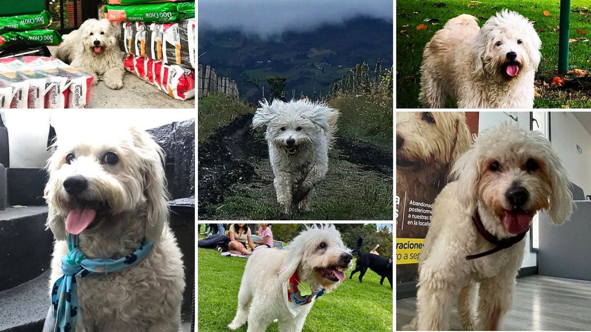 La historia de Fionita que puso a llorar a más de uno