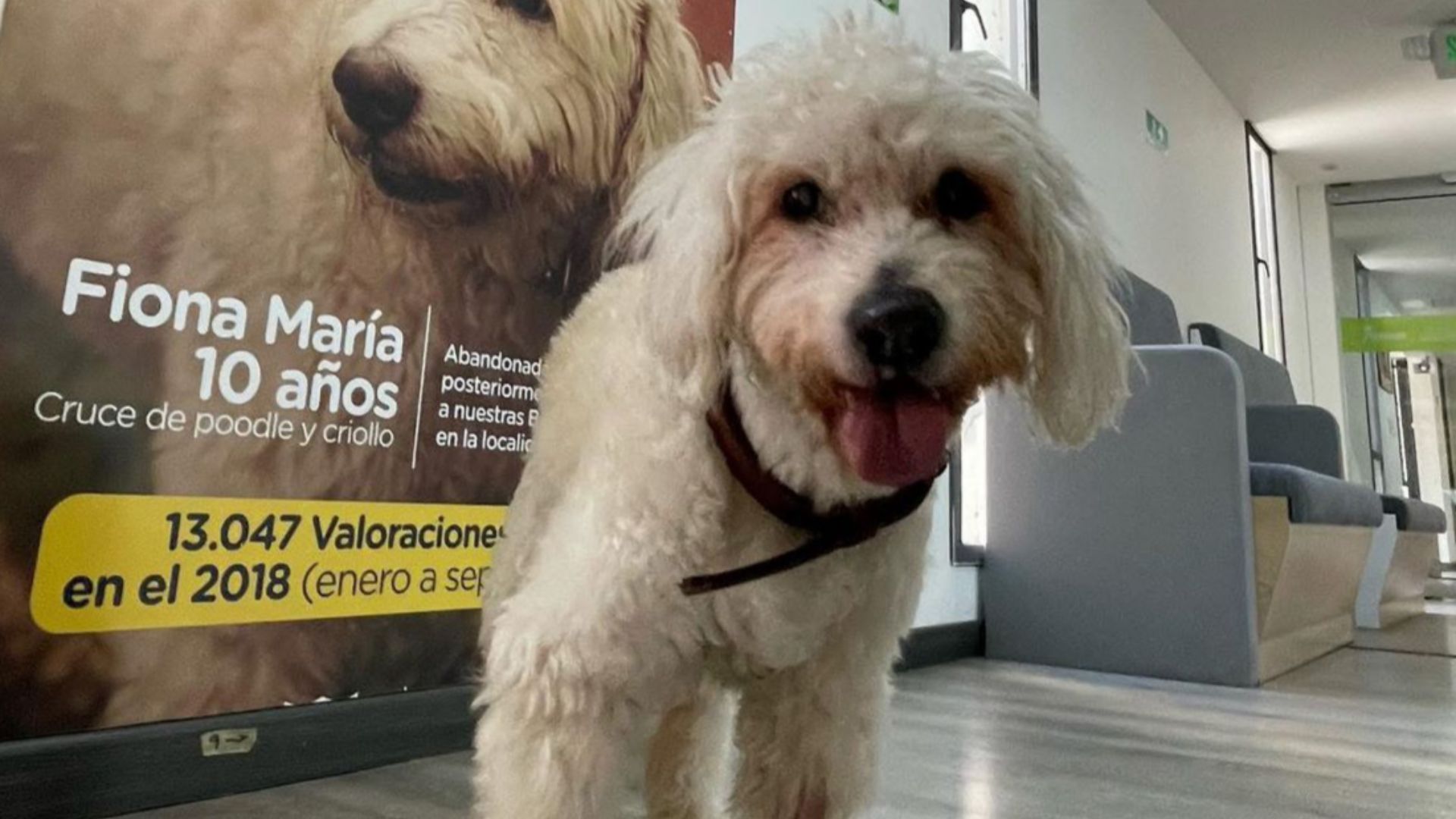 Fionita demostró que adoptar sí cambia destinos