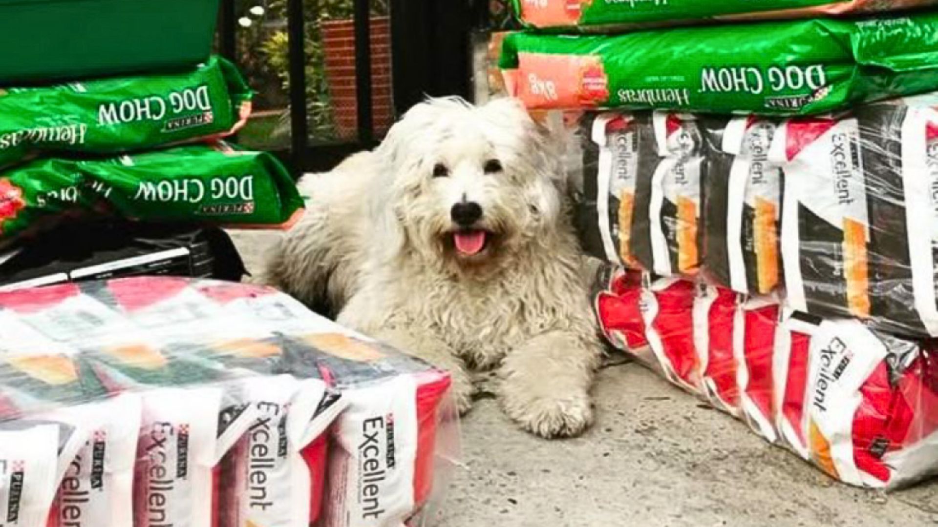 Fionita demostró que adoptar sí cambia destinos