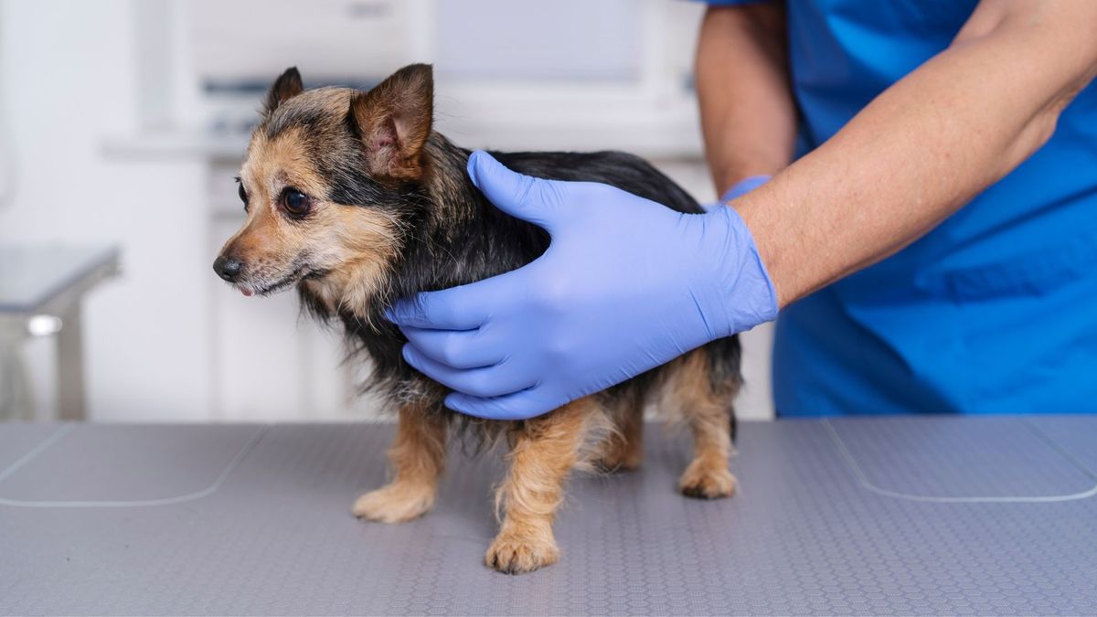 Perro siendo esterilizado en consultorio veterinario