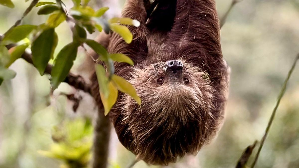 Perezosa se salvó por segundos: perros la tenían rodeada en finca