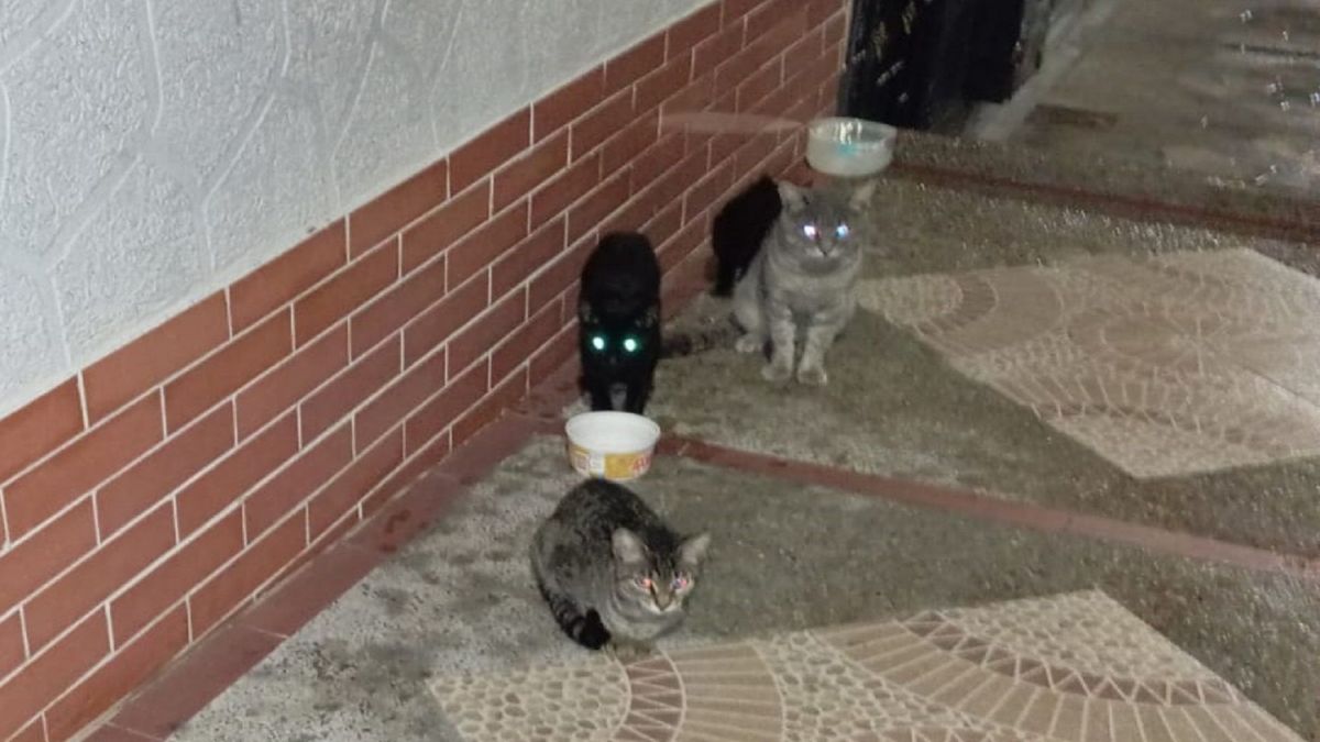 Gatos abandonados en barrio Hipódromo de Ibagué