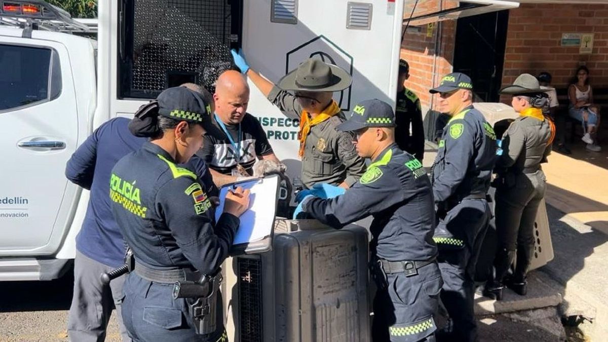 En Chigorodó rescatan gato que iba a ser quemado en brujería