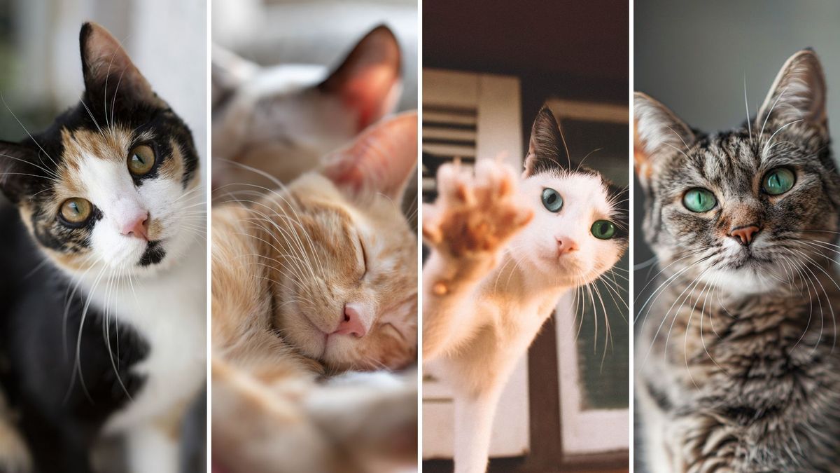 Día Internacional del Gato: consejos para mimar a su felino como se debe