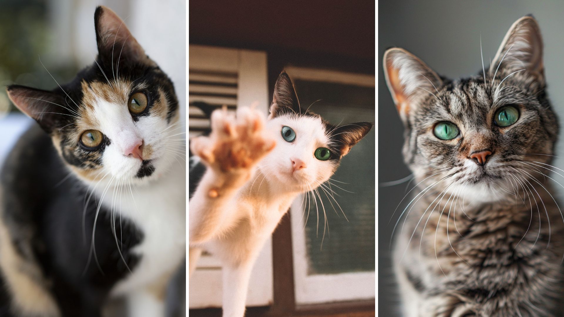 Gatos se toman la casa: guía fácil para consentir y cuidar a su mascota