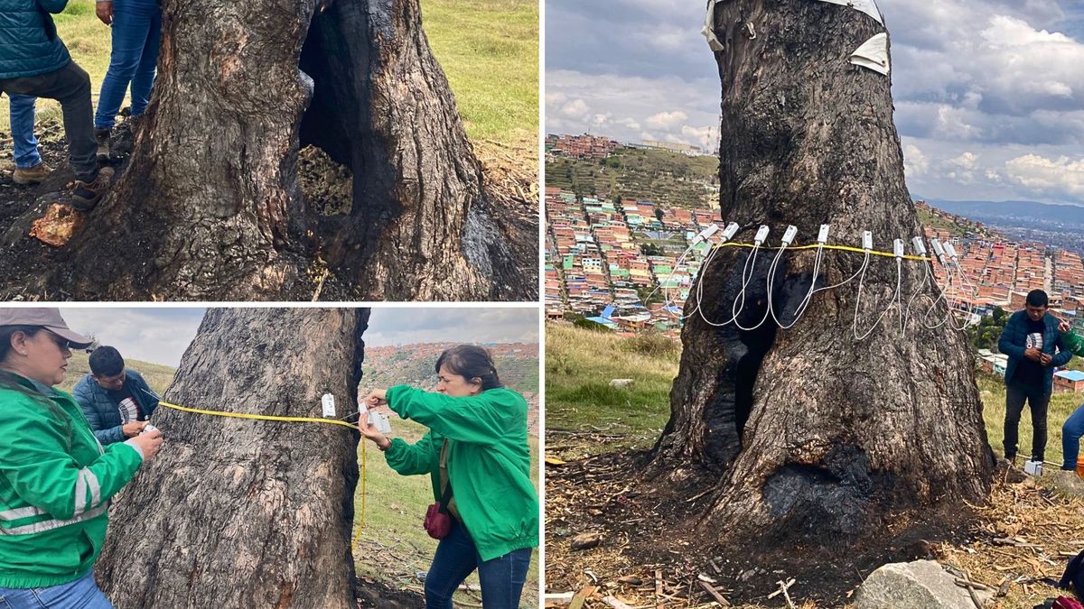 Árbol de la Vida en Ciudad bolívar fue quemado y la comunidad estalló