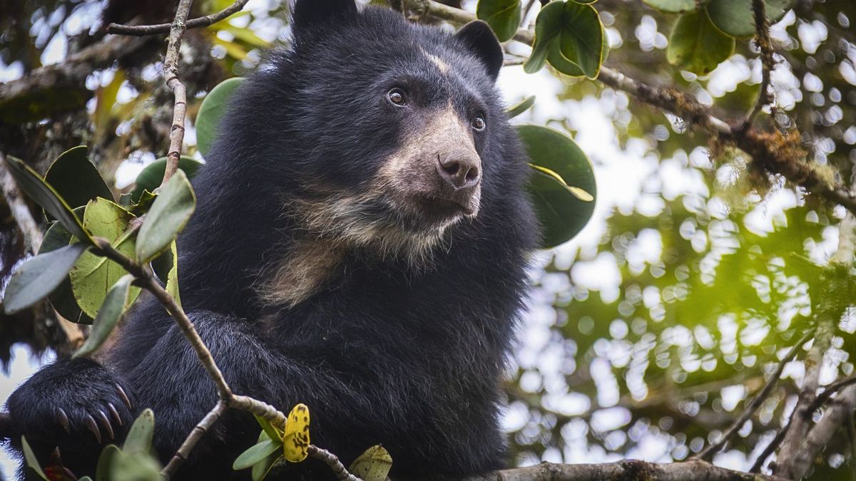 Atacan a la CAR en Villapinzón mientras cuidaban oso de andino