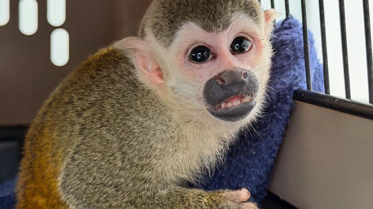 Mono víctima del tráfico ilegal quedará bajo cuidado permanente