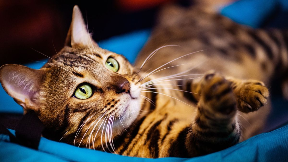 Antes de llevar un gato a casa, lea esto y evite problemas