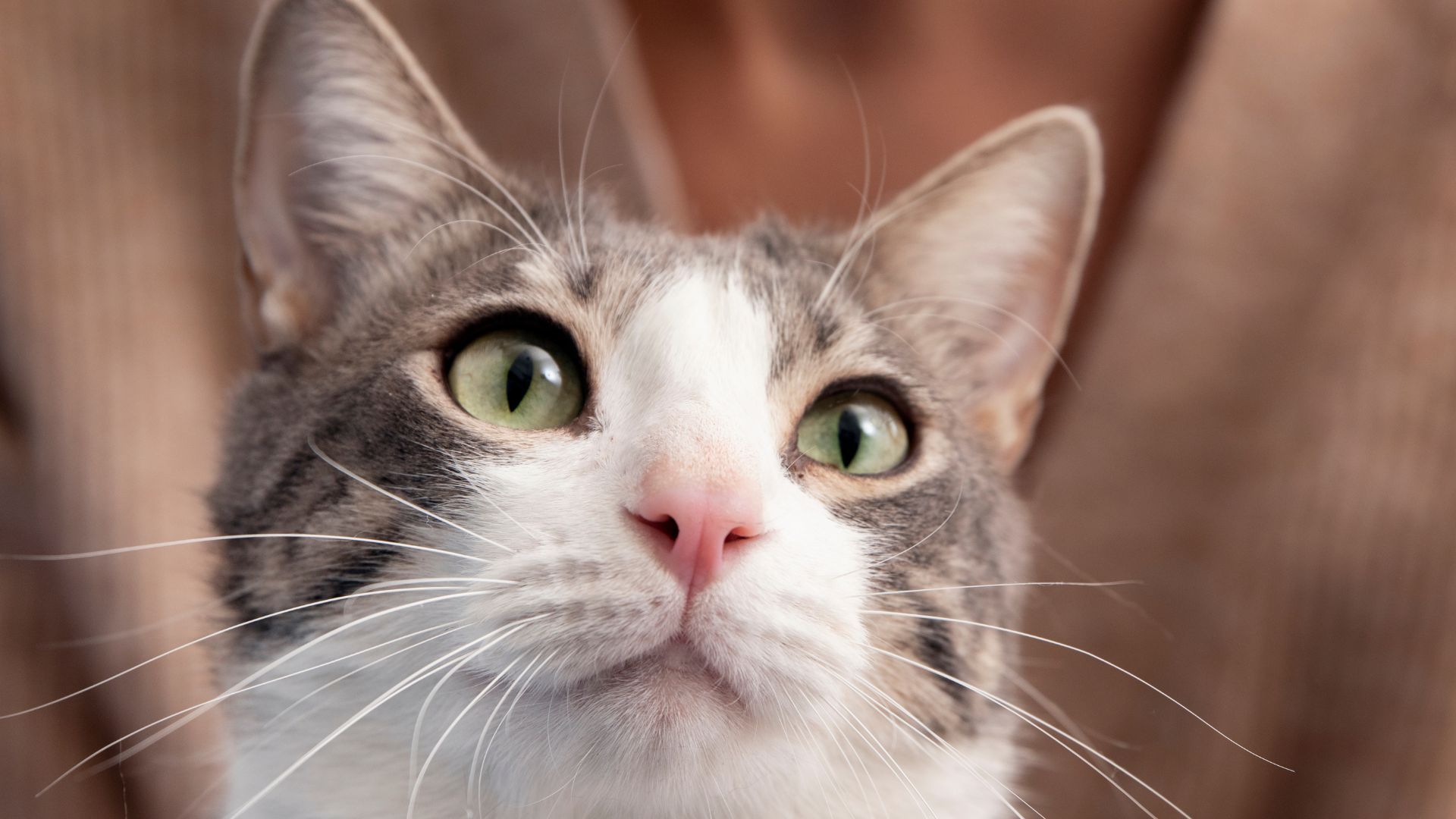 ¿Quiere adoptar un gato? Claves para que no sufra en casa