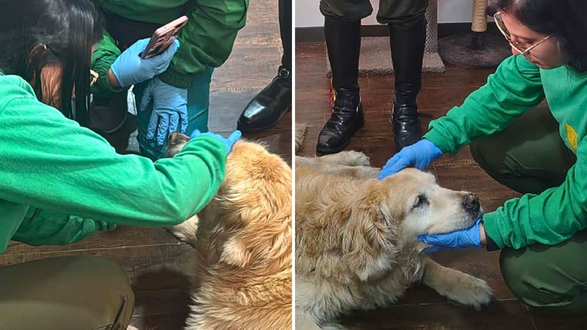 Justicia por maltrato animal: Samantha y Mila no quedaron en el olvido