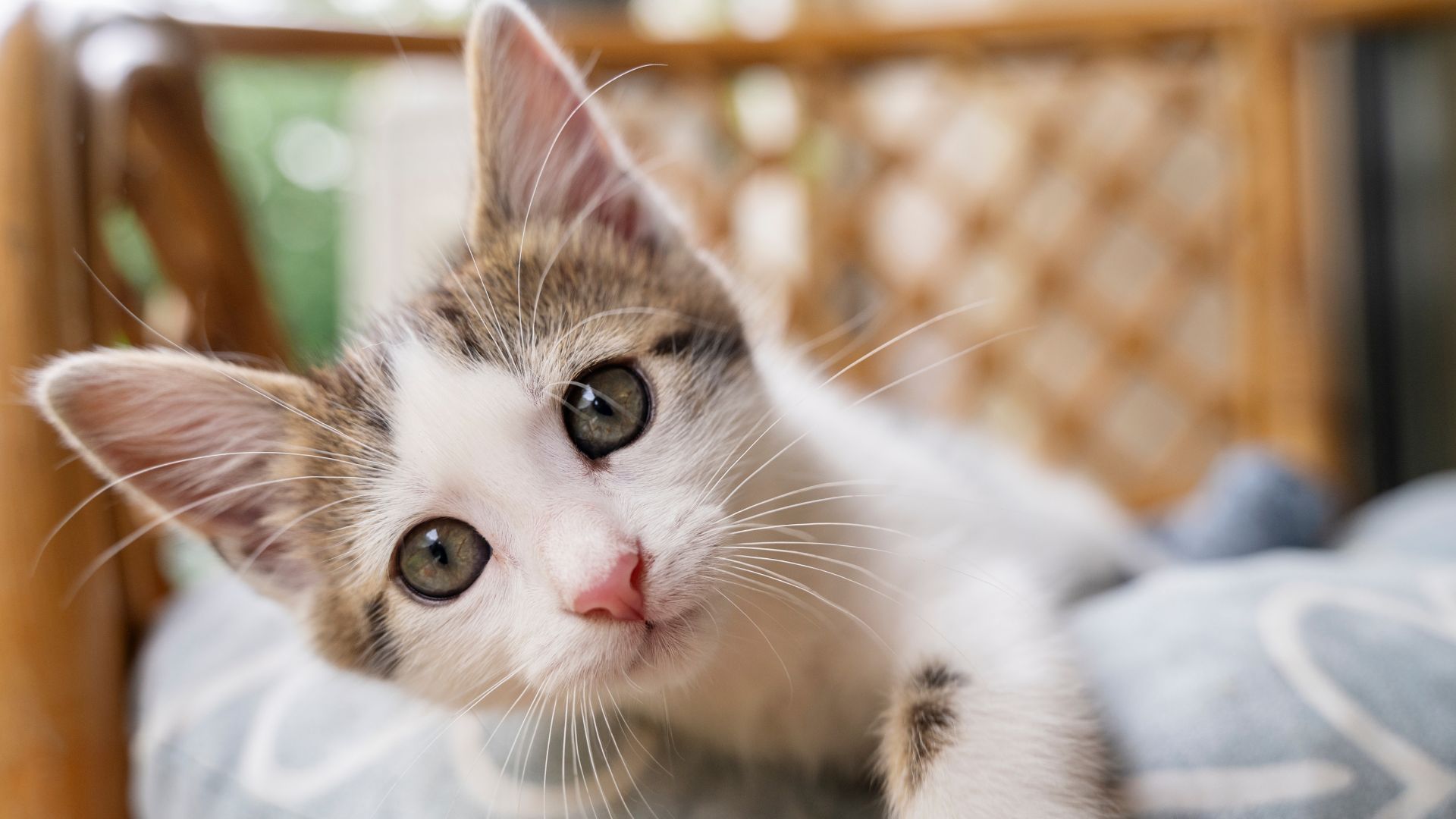 BPA en latas y plásticos: el riesgo que pocos ven en sus gatos