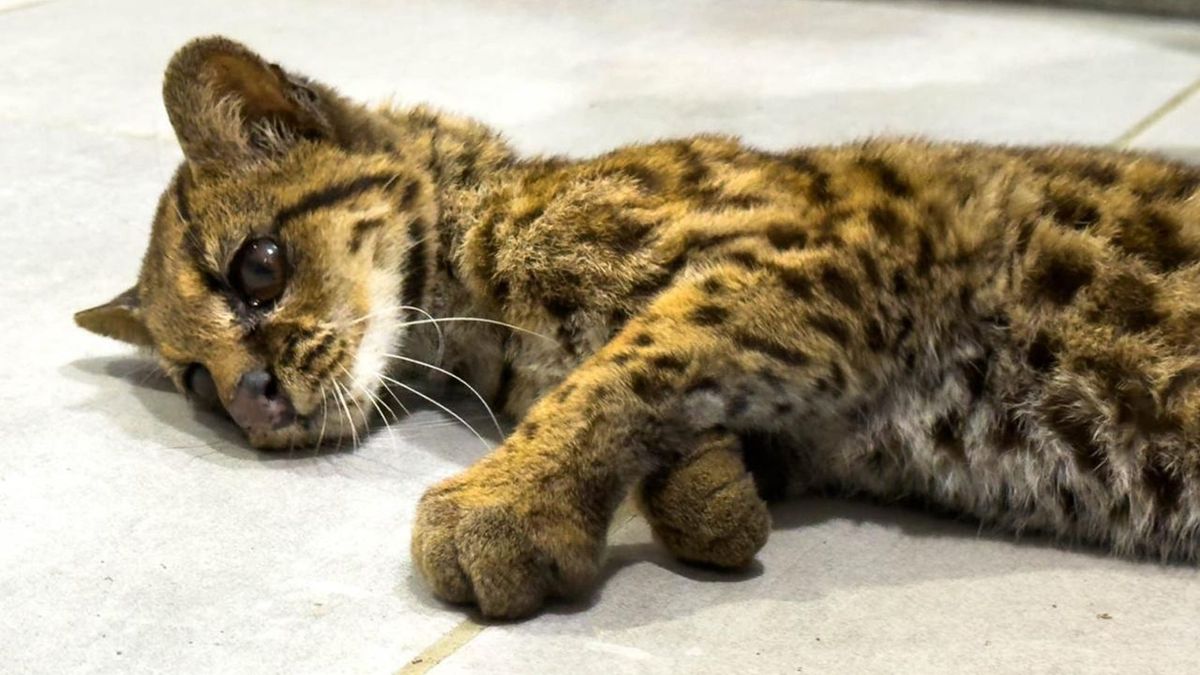 Tigrilla fallecida en Antioquia