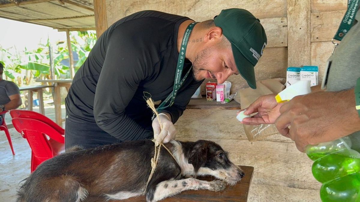 Atención - Animales Urabá - 2026