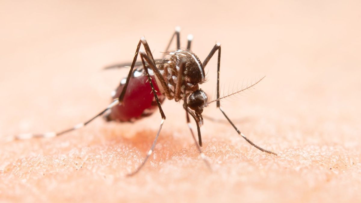 Mosquito transmisor del dengue