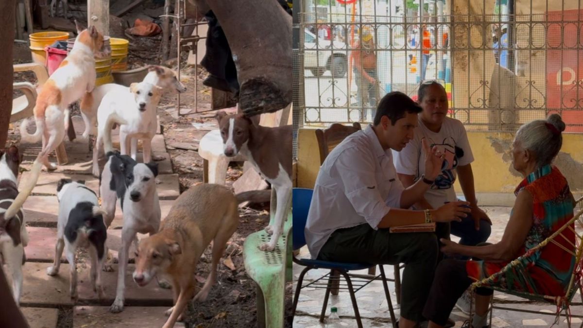 Maltrato animal en Cartagena