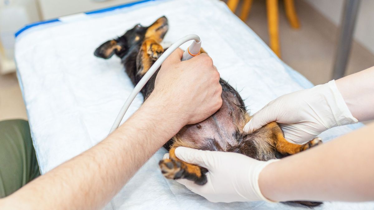 Sin pagar un peso: esterilización gratis en Bogotá 2026