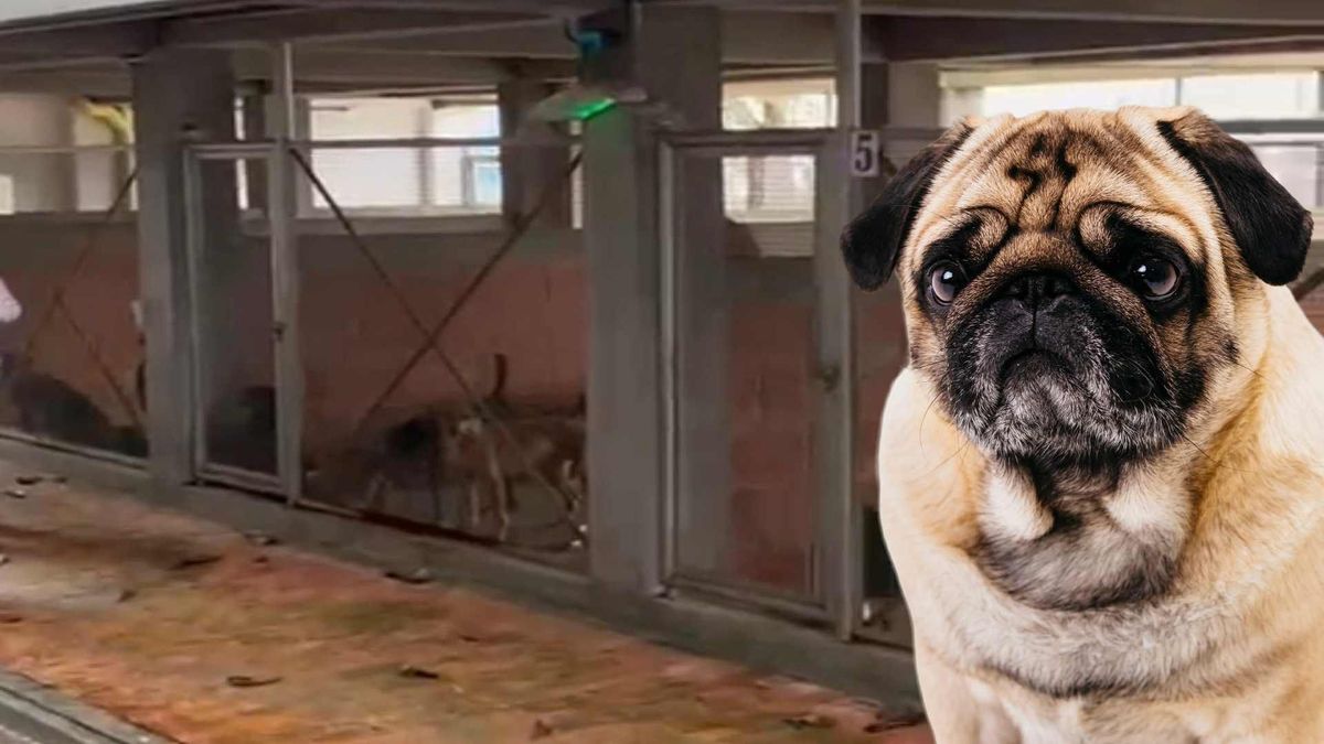 Denuncia por escasez de alimentos para animales en el CAPA Ibagué