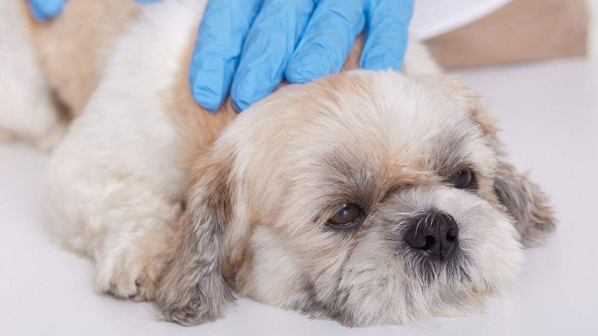 Descartan brote de moquillo en Bogotá