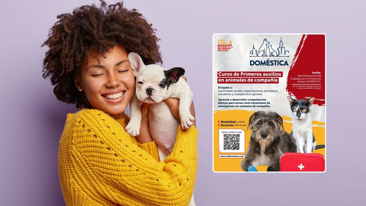 Dueños de perros y gatos podrán certificarse gratis en primeros auxilios