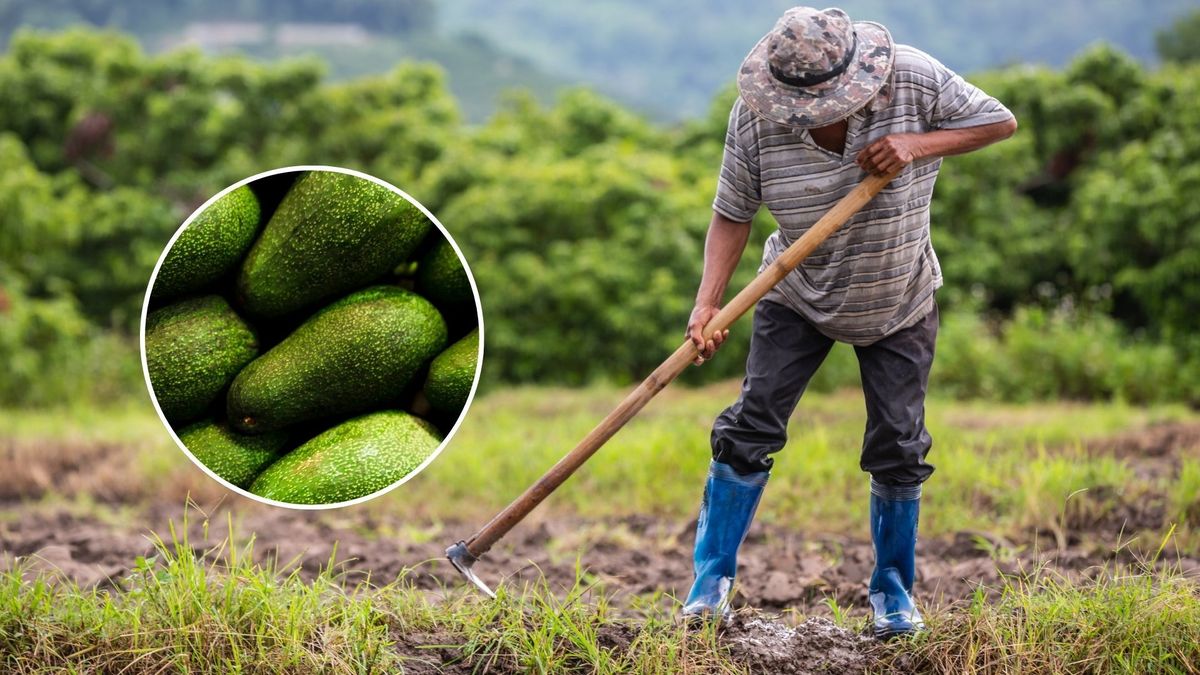 Campesinos del Tolima le sacan jugo al aguacate: negocio despega